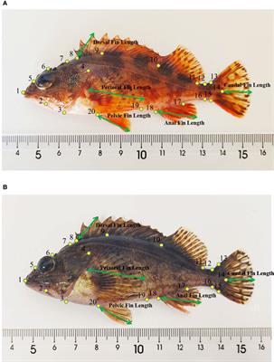 Differences in External Morphology, Body Composition and Swimming Performance Between Hatchery- and Wild-Origin Marbled Rockfish (Sebastiscus marmoratus)